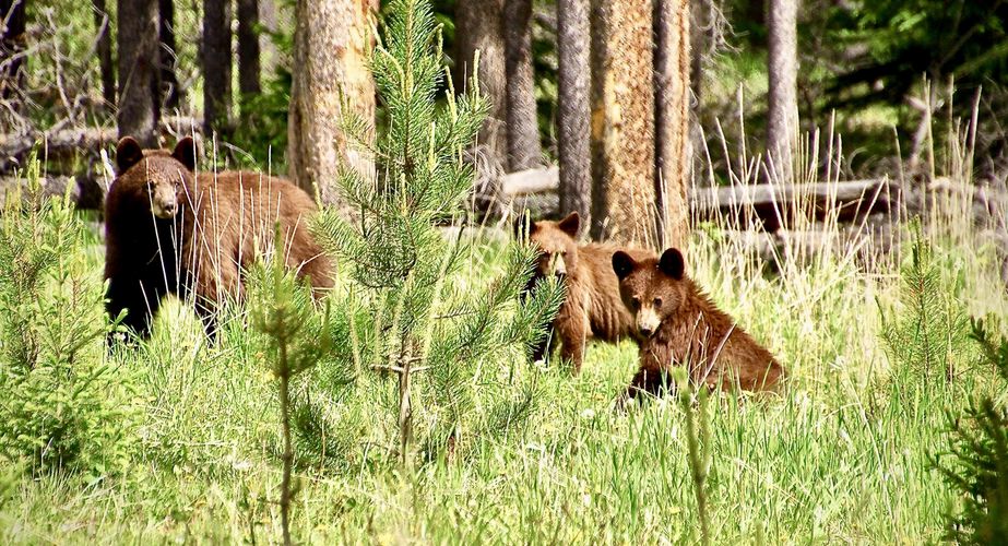 28 38 Canada 22 28 38 Canada 22